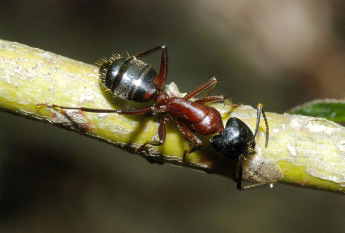 Operaia maggiore Camponotus cfr ligniperda con cocciniglia